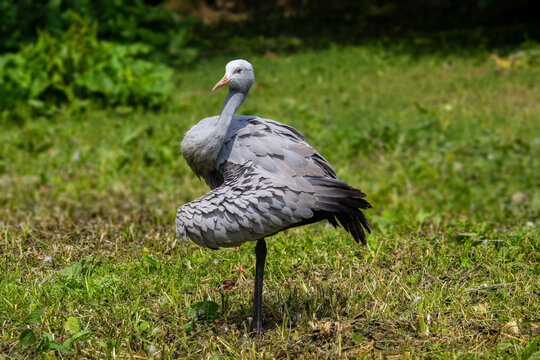 The Blue Crane, Grus paradisea, is an endangered bird specie endemic to Southern Africa. It is the national bird of South Africa. High quality photo