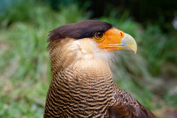 The northern crested caracara (Caracara cheriway), also called the northern caracara and crested caracara, is a bird of prey in the family Falconidae. High quality photo