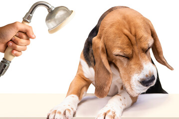funny beagle dog doesn't like to wash, white background
