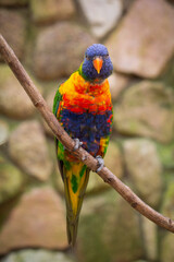 Rainbow Lorikeet Trichoglossus haematodus Closeup. Trichoglossus moluccanus. High quality photo