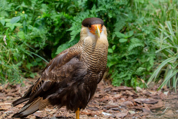 The northern crested caracara (Caracara cheriway), also called the northern caracara and crested caracara, is a bird of prey in the family Falconidae. High quality photo