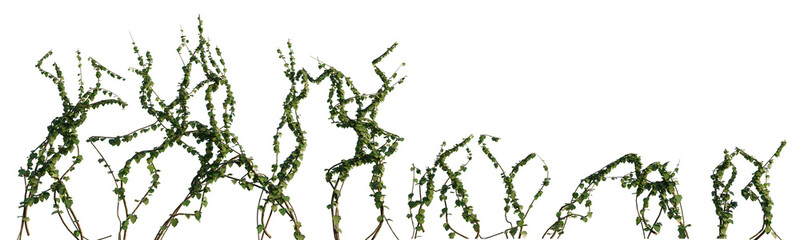 isolated cut out ivy plant, best use for landscape design, best use for post production architectural render.