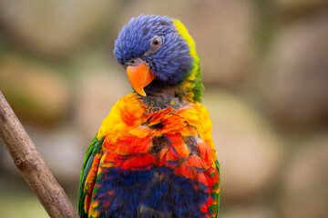 Rainbow Lorikeet Trichoglossus haematodus Closeup. Trichoglossus moluccanus. High quality photo
