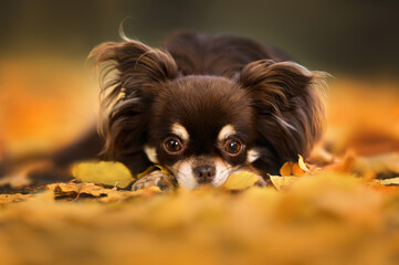 close up portrait of brown chihuahua dog lying down in fallen autumn leaves