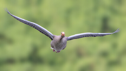 Greylag goose in flight