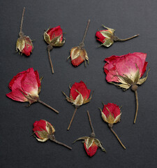 dried pressed roses on solid black background