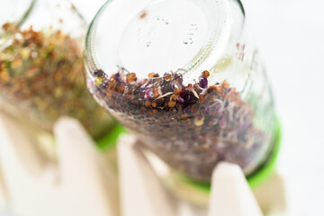 Growing sprouts in a jar