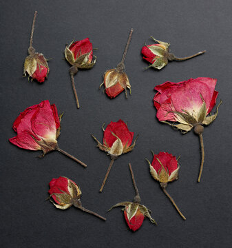 dried pressed roses on solid black background