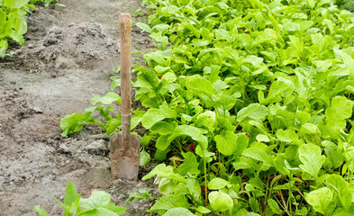 The shovel is stuck in the ground among the green vegetable leaves. Organic products grow in the agricultural field. The concept of organic farming and growing organic vegetables