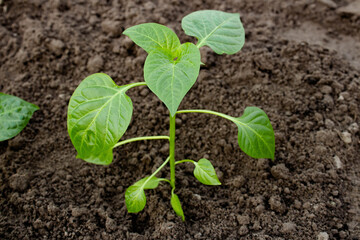 A young pepper sprout on beds in the garden. Spring garden work. The concept of organic farming and ecological vegetable growing. Organic food without GMOs