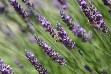 Deurstickers Brins de lavande fleurie avec une abeille © Romain P19