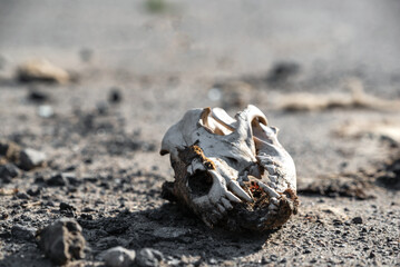 skull of a dog on a city street in Ukraine close up