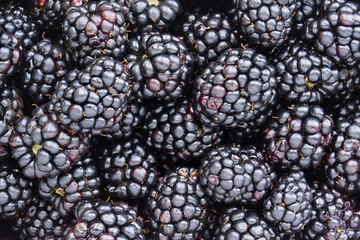 Fototapeta na wymiar creative idea for the background. blackberry berries close-up
