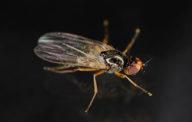 Adult Carrot root fly, Chamaepsila rosae called also Psila rosa. Side, slightly front view on a black background.