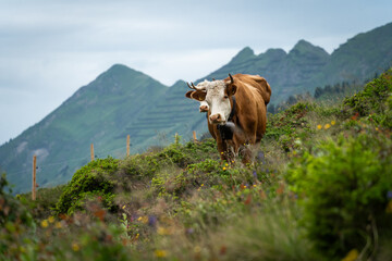 Fototapeta na wymiar Vache brune et blanche à l'alpage pour l'été en Suisse avec des montagnes en arrière plan