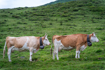 Fototapeta na wymiar Vaches brune et blanche à l'alpage pour l'été en Suisse