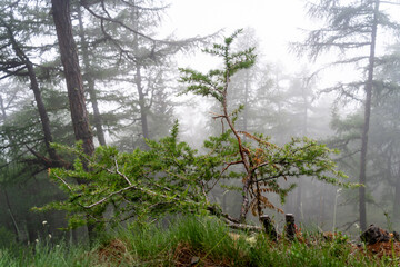 Jeune mélèze dans la brume en montagne dans les Alpes Suisse