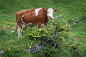 Vache brune et blanche à l'alpage pour l'été en Suisse