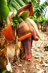 Grande fleurs de bananier