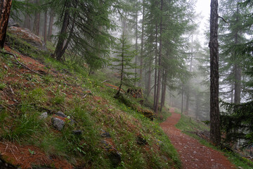 Fototapeta premium Chemin pédestre dans les Alpes qui sillonne les mélèzes dans la brume matinale.