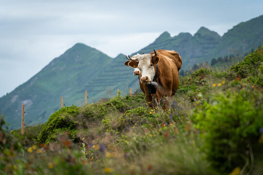 Vache brune et blanche &agrave; l'alpage pour l'&eacute;t&eacute; en Suisse avec des montagnes en arri&egrave;re plan