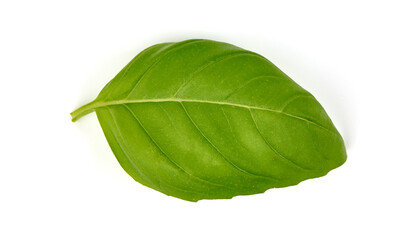 Basil leaves, close-up, isolated on white background.
