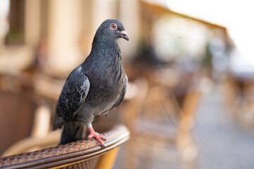 close up of beautiful city pigeon with blurred background
