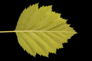 Hairy Cockspurthorn (Crataegus submollis). Leaf Closeup