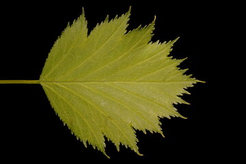 Fan-Leaved Hawthorn (Crataegus flabellata). Leaf Closeup