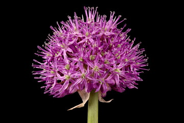 Ornamental Onion (Allium aflatunense). Inflorescence Closeup - obrazy, fototapety, plakaty