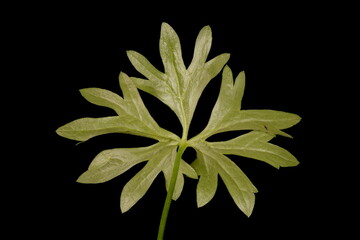 Goldilocks Buttercup (Ranunculus auricomus). Basal Leaf Closeup
