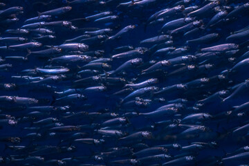 aquarium life