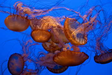 Jellyfish beauty