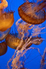 Jellyfish beauty