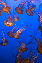 Fototapeta na wymiar Jellyfish on blue