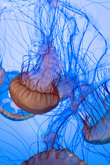 Jellyfish on blue
