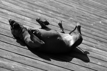 Rhodesian ridgeback summer vibes