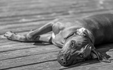 Rhodesian ridgeback summer vibes