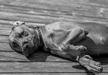 Rhodesian ridgeback summer vibes