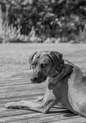 Rhodesian ridgeback summer vibes