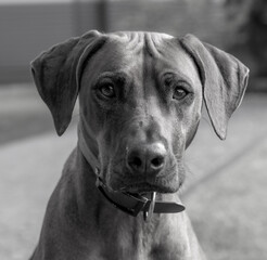 Rhodesian ridgeback summer vibes