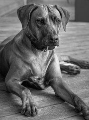 Rhodesian ridgeback summer vibes