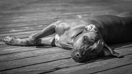 Rhodesian ridgeback summer vibes