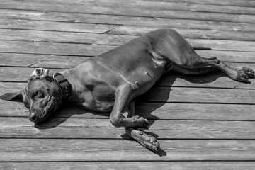 Rhodesian ridgeback summer vibes