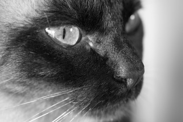 Cat staring