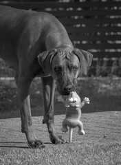 Rhodesian ridgeback summer vibes