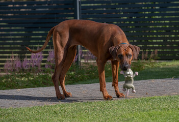 Rhodesian ridgeback killing the mouse
