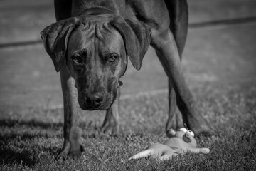 Rhodesian ridgeback summer vibes