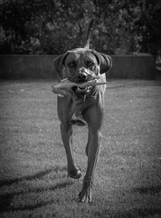 Rhodesian ridgeback summer vibes