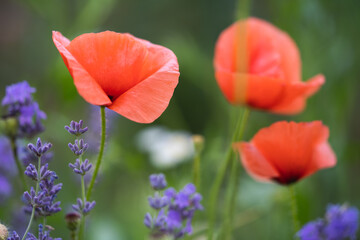 Fototapeta premium close-up of red poppies flowers on the field